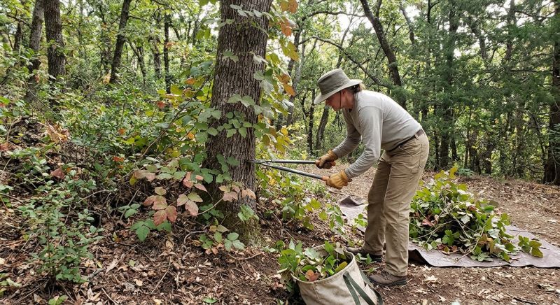 Hemlock Removal in Montgomery County, PA