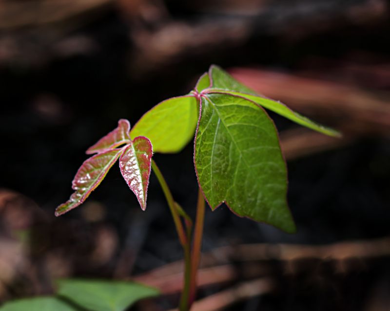 Poison Ivy Removal in Harford County, MD