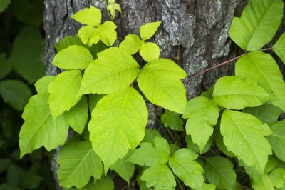 Poison Ivy Removal in Delaware County, PA