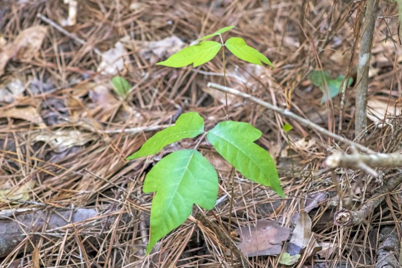 Poison Oak Removal in Doylestown, PA