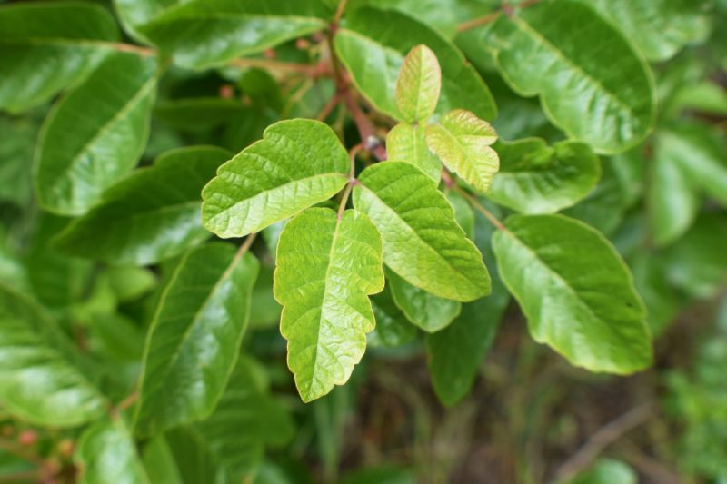 Poison Oak Removal in Bel Air, MD