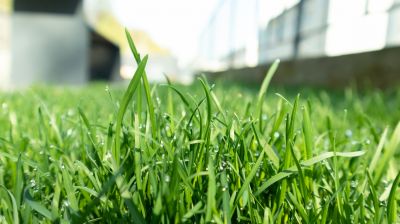 Spring Lawn Fertilizing in Honolulu, HI